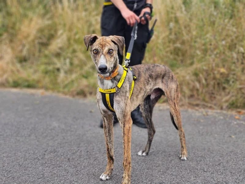 Dash, male puppy Lurcher for adoption at Dogs Trust Evesham, Evesham