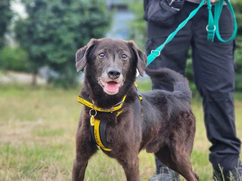 Jeremy, male senior Labrador Retriever for adoption at Dogs Trust Evesham, Evesham