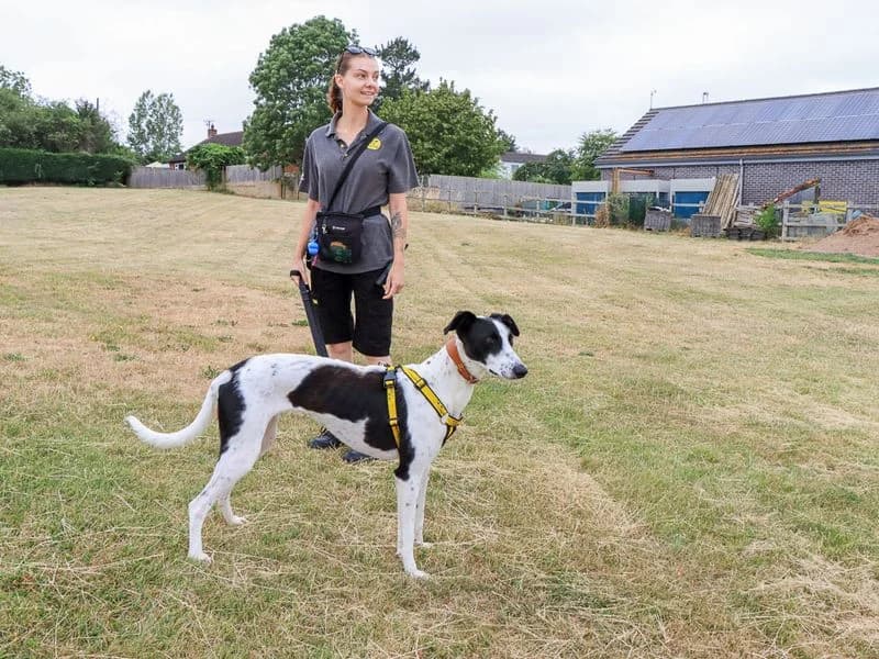 Violet, female young Lurcher for adoption at Dogs Trust Evesham, Evesham