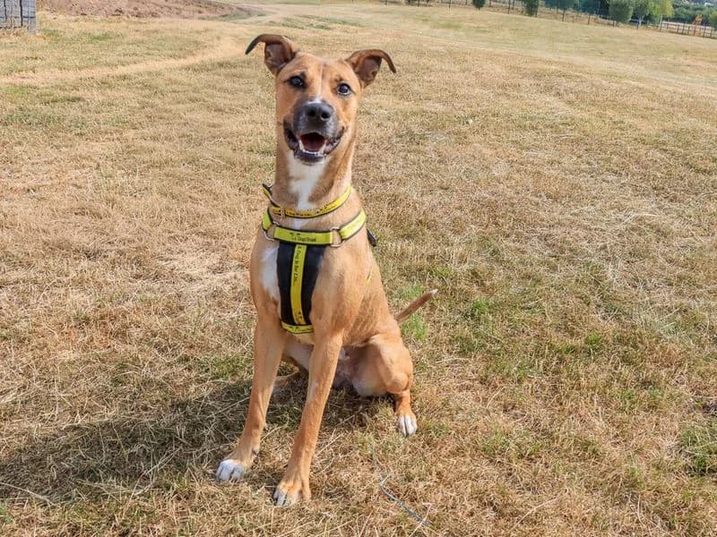 Nisha, female young Lurcher for adoption at Dogs Trust Evesham, Evesham
