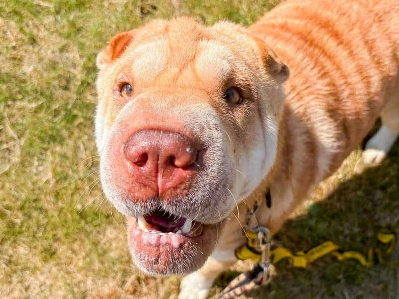 Athena, female young Shar Pei for adoption at Dogs Trust Evesham, Evesham
