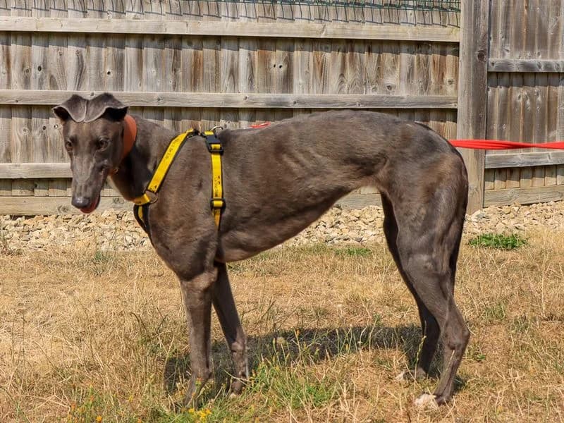 Tia, female young Greyhound for adoption at Dogs Trust Evesham, Evesham