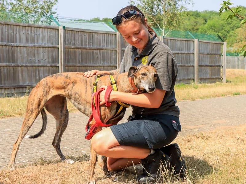 Koda, female 4yo Greyhound for adoption at Dogs Trust Evesham, Evesham
