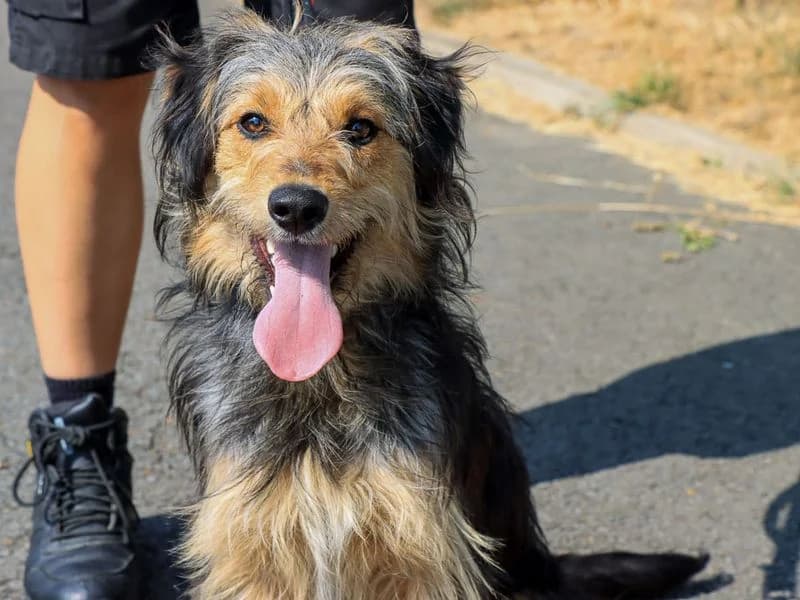 Shambles, female puppy Mixed Breed for adoption at Dogs Trust Evesham, Evesham