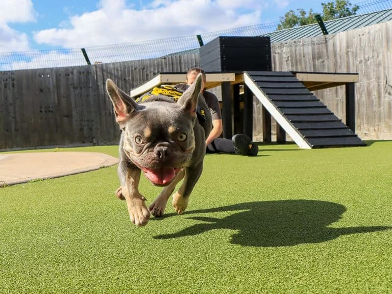 Hope, female puppy English Bulldog for adoption at Dogs Trust Evesham, Evesham