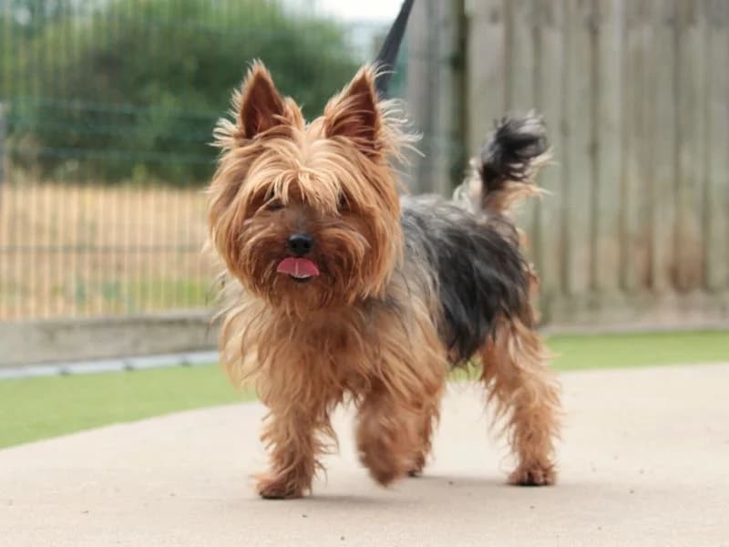 Clyde, male young Yorkshire Terrier for adoption at Dogs Trust Evesham, Evesham