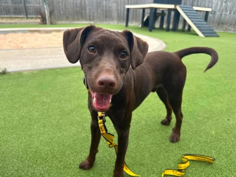 Brambles, male young Mixed Breed for adoption at Dogs Trust Evesham, Evesham