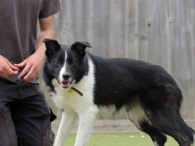 Ella, female 5yo Border Collie for adoption at Dogs Trust Evesham, Evesham