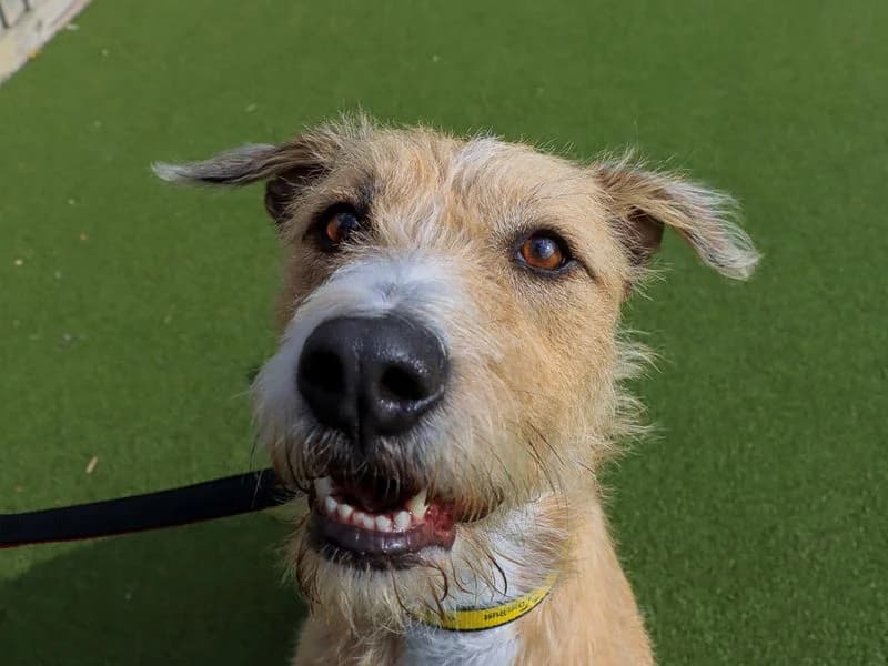 River, female 4yo Lurcher for adoption at Dogs Trust Evesham, Evesham