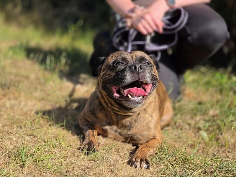 Indie, female 5yo Staffordshire Bull Terrier for adoption at Dogs Trust Evesham, Evesham