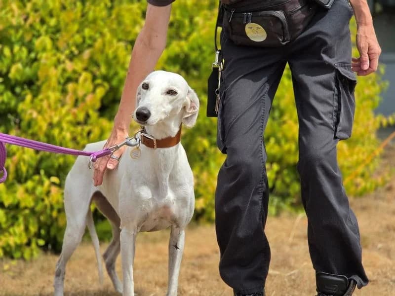 Meg, female 7yo Saluki for adoption at Dogs Trust Evesham, Evesham