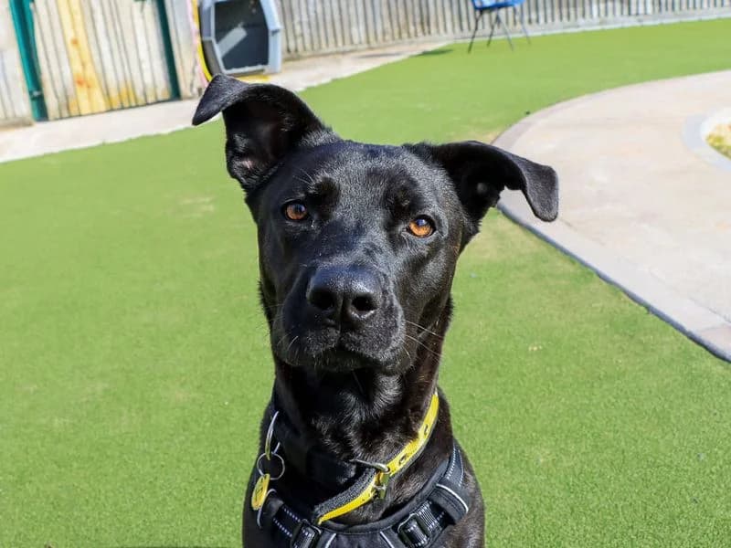 Luna, female young Belgian Malinois for adoption at Dogs Trust Evesham, Evesham