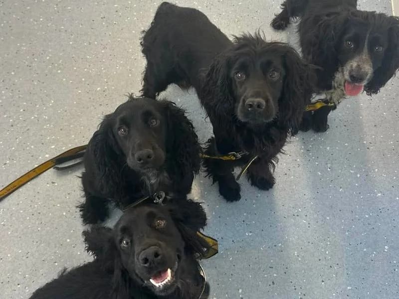 Edna, female 3yo Cocker Spaniel for adoption at Dogs Trust Evesham, Evesham