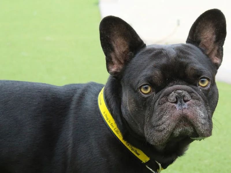 Colin, male 3yo English Bulldog for adoption at Dogs Trust Evesham, Evesham
