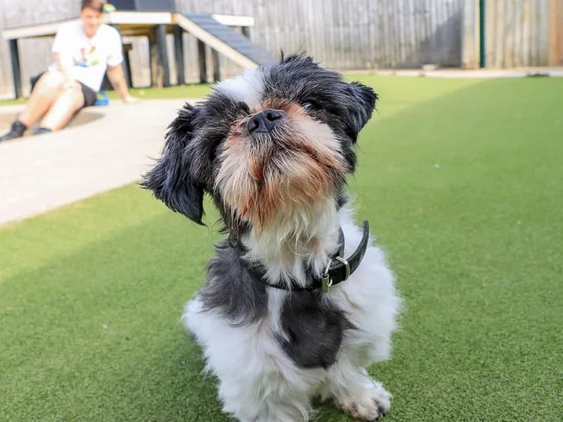 Dylan, male senior Shih Tzu for adoption at Dogs Trust Evesham, Evesham
