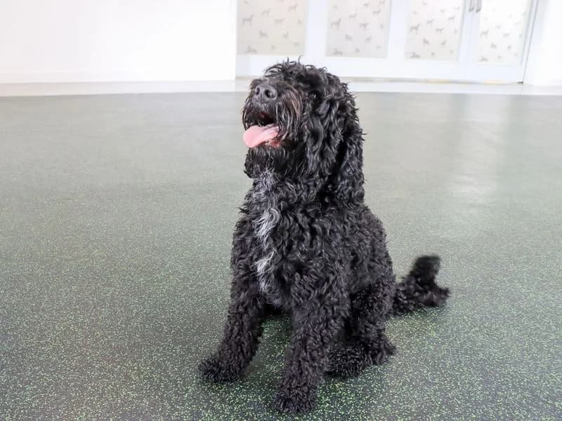 Milo, male 3yo Cocker Spaniel for adoption at Dogs Trust Evesham, Evesham