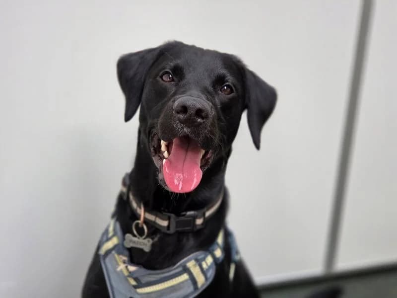 Patch, male young mixed breed for adoption at Dogs Trust Evesham, Evesham