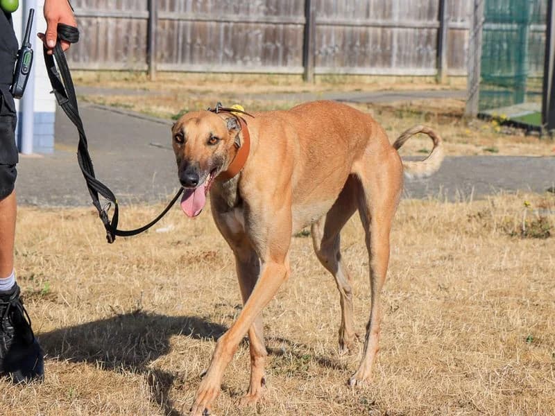 Gigi, female 4yo Greyhound for adoption at Dogs Trust Evesham, Evesham