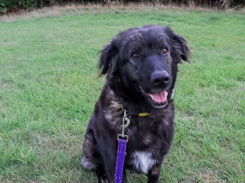 Matilda, female young mixed breed for adoption at Dogs Trust Evesham, Evesham