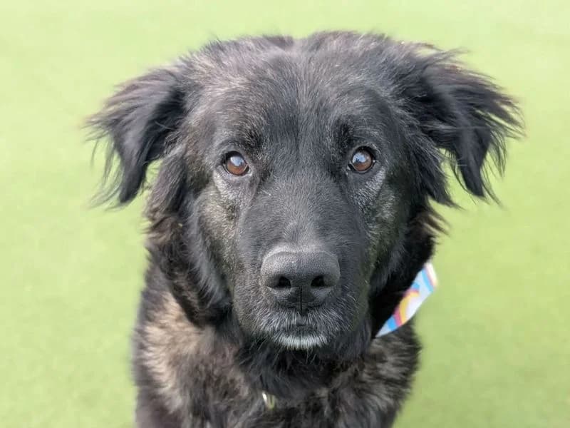 Matilda, female young mixed breed for adoption at Dogs Trust Evesham, Evesham