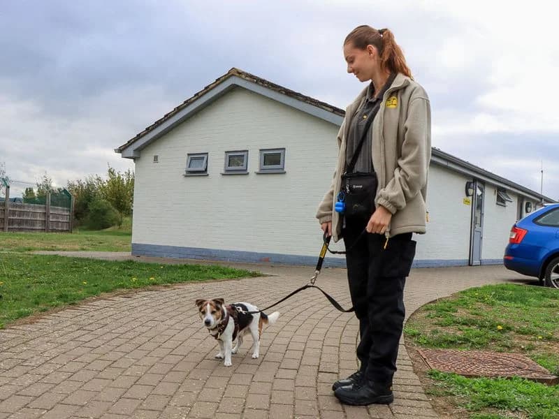 Russ, male senior Jack Russell Terrier for adoption at Dogs Trust Evesham, Evesham