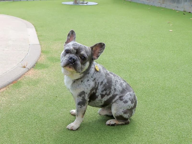 Lipton, male 3yo English Bulldog for adoption at Dogs Trust Evesham, Evesham