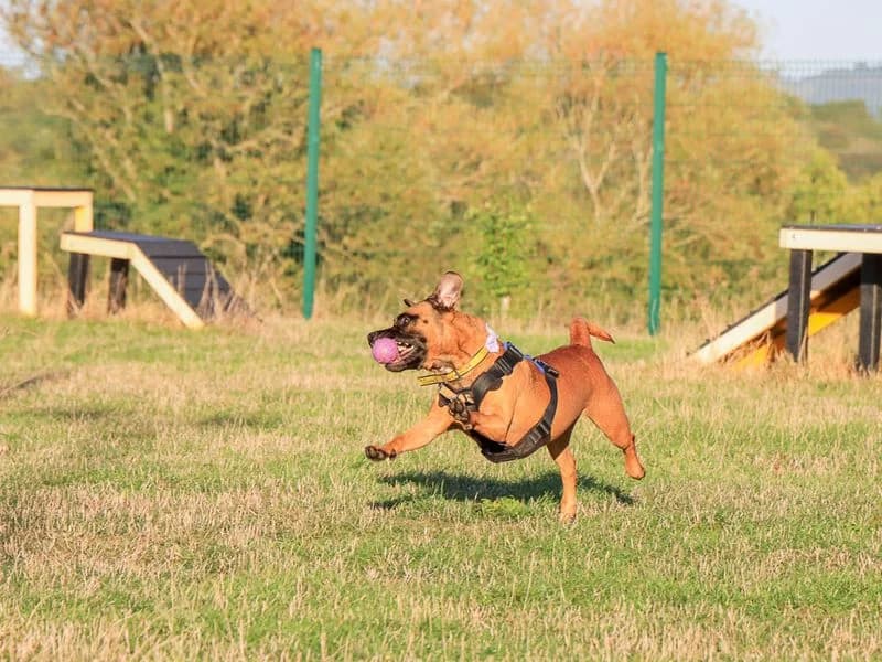 Dora, female young Mixed Breed for adoption at Dogs Trust Evesham, Evesham