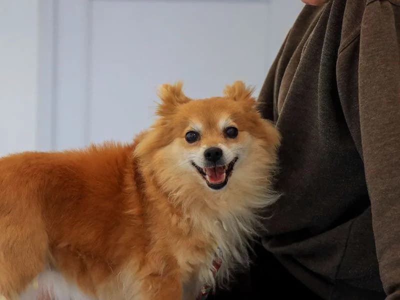 Pumpkin, female senior Pomeranian for adoption at Dogs Trust Evesham, Evesham