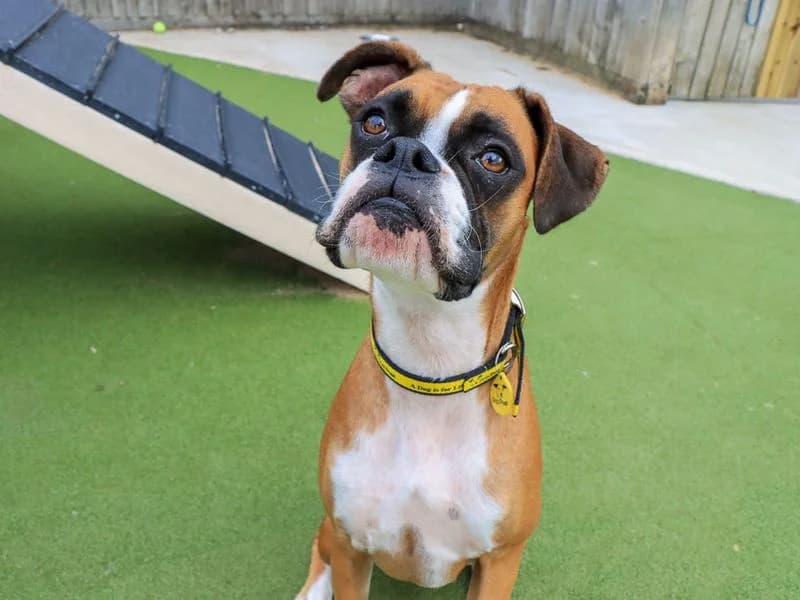 Saffie, female 3yo mixed breed for adoption at Dogs Trust Evesham, Evesham
