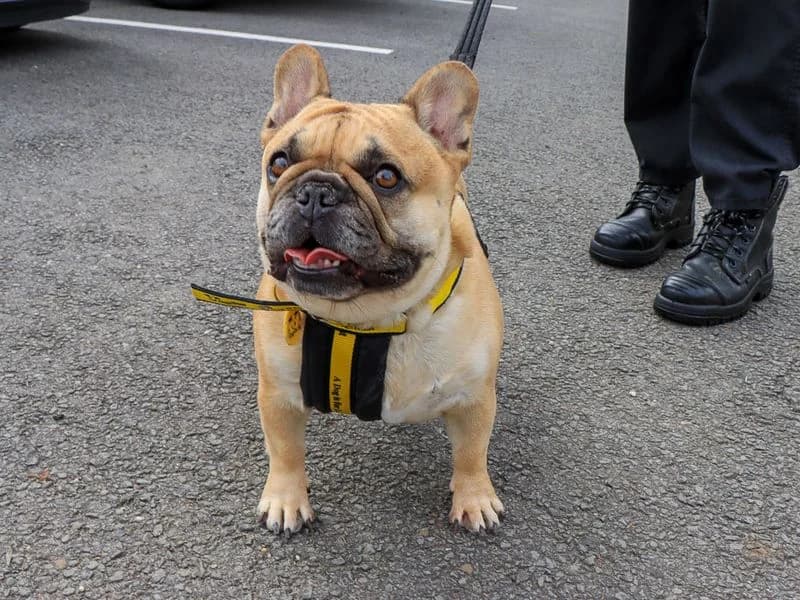 Muffin, female 3yo English Bulldog for adoption at Dogs Trust Evesham, Evesham