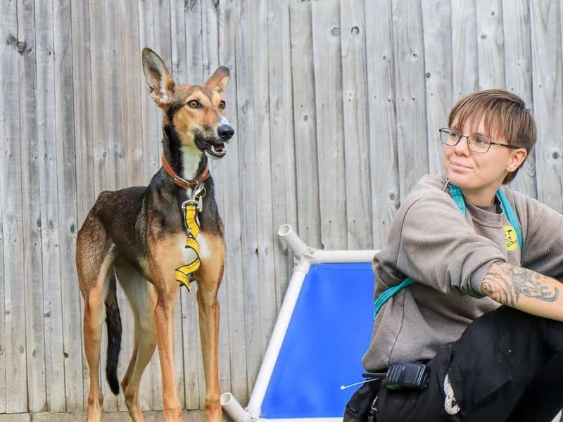 Dolly, female young Lurcher for adoption at Dogs Trust Evesham, Evesham