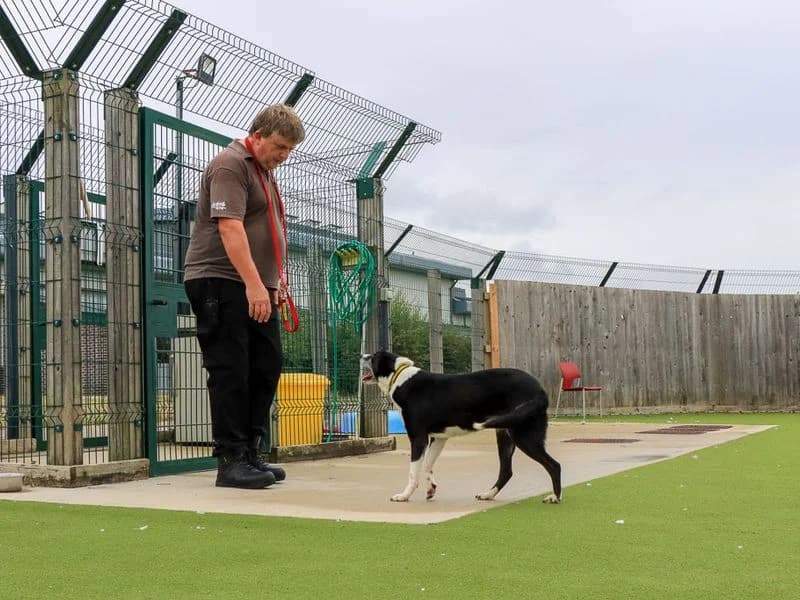Hazel, female 7yo Border Collie for adoption at Dogs Trust Evesham, Evesham