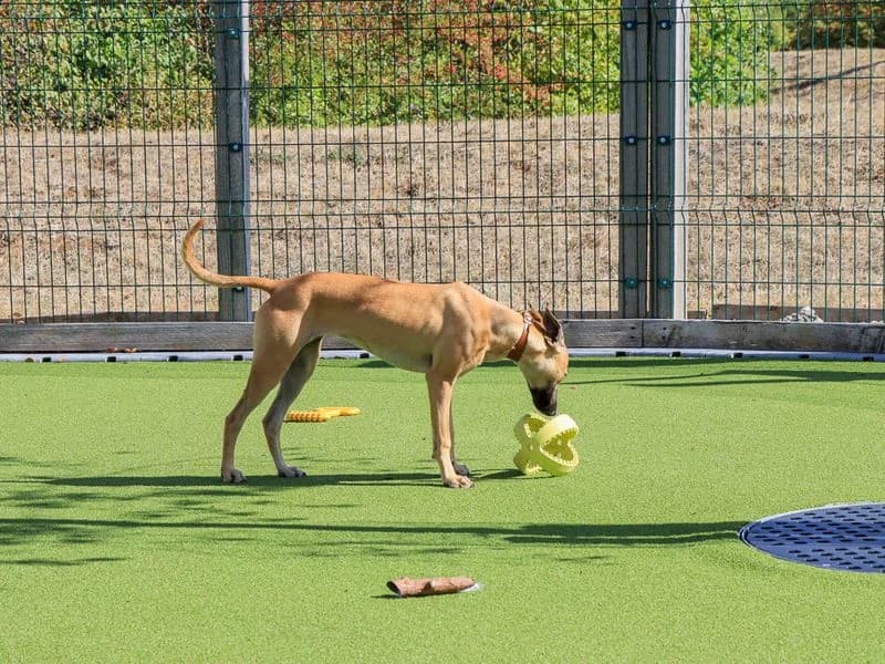 Briar, female young Whippet for adoption at Dogs Trust Evesham, Evesham