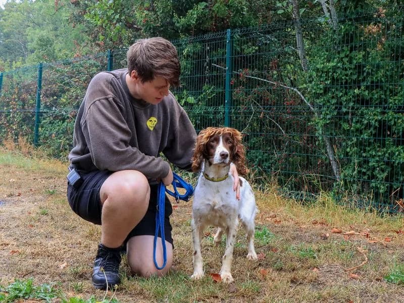Gabi, female senior mixed breed for adoption at Dogs Trust Evesham, Evesham