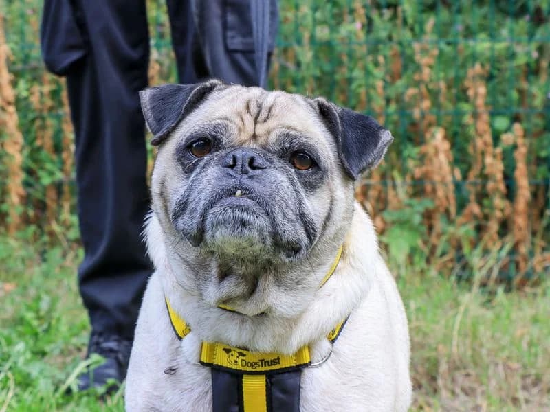Dudley, male senior Pug for adoption at Dogs Trust Evesham, Evesham