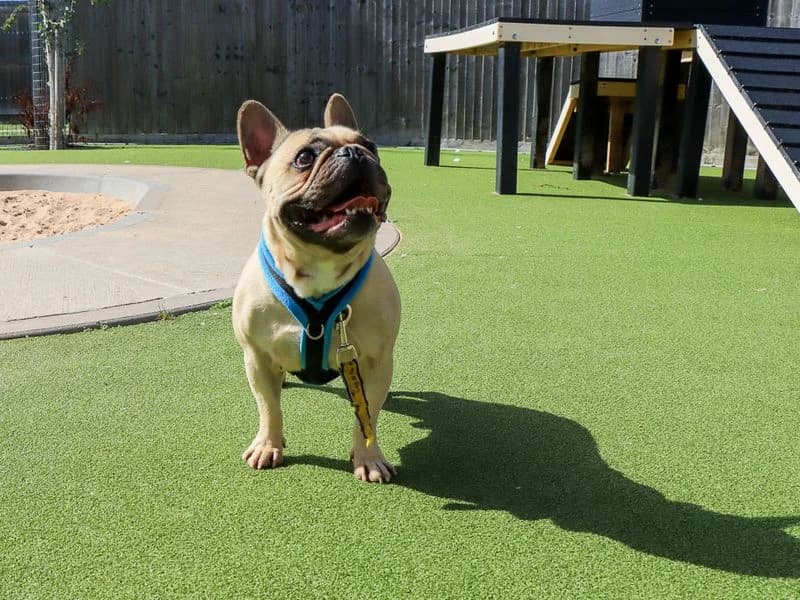 Harry, male 7yo English Bulldog for adoption at Dogs Trust Evesham, Evesham