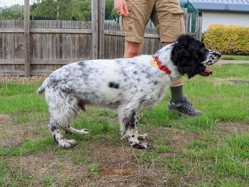 Rupert, male senior mixed breed for adoption at Dogs Trust Evesham, Evesham