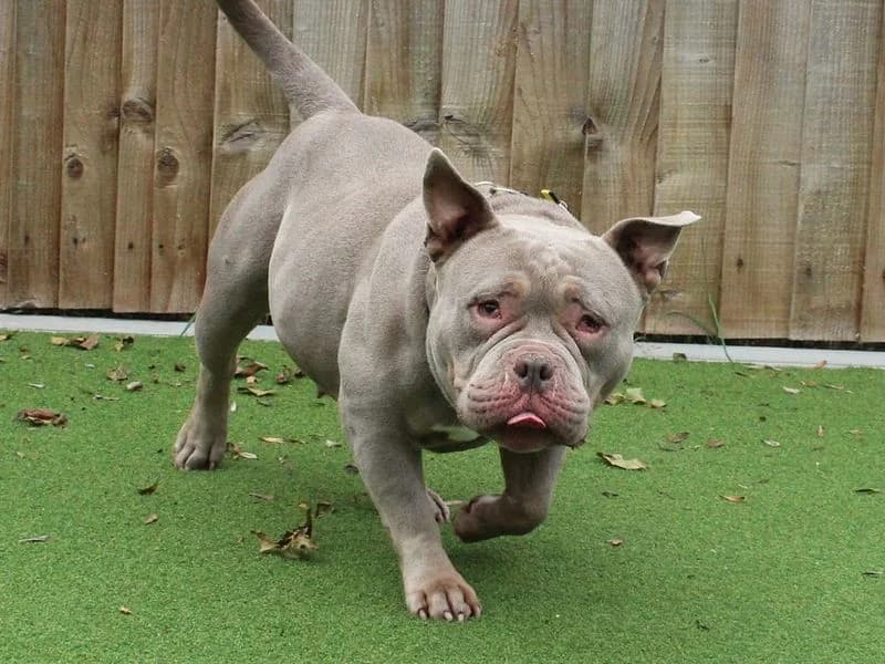 Jadah, female 3yo mixed breed for adoption at Dogs Trust Evesham, Evesham