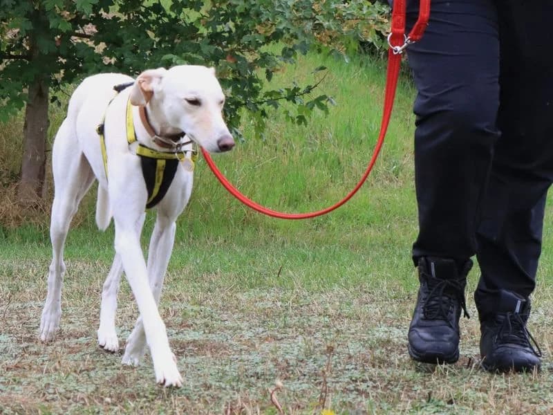 Henry, male 3yo Lurcher for adoption at Dogs Trust Evesham, Evesham