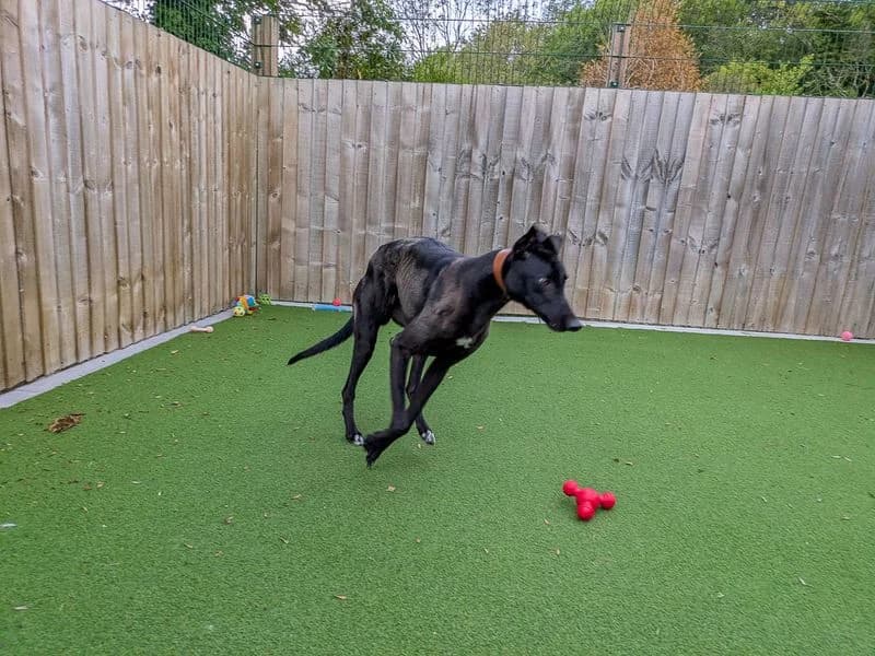 Raphael, male 4yo Greyhound for adoption at Dogs Trust Evesham, Evesham