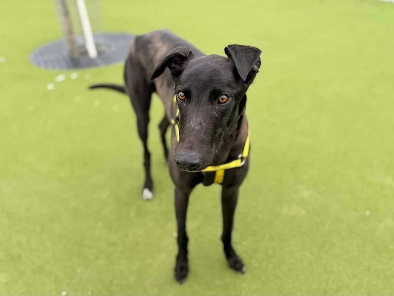 Raphael, male 4yo Greyhound for adoption at Dogs Trust Evesham, Evesham