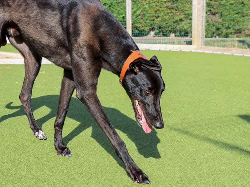 Raphael, male 4yo Greyhound for adoption at Dogs Trust Evesham, Evesham