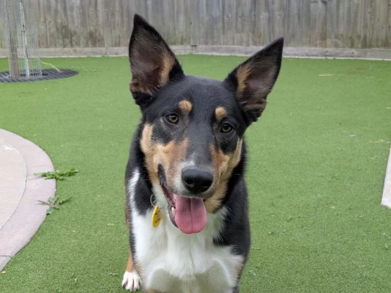 Pomme, female puppy Border Collie for adoption at Dogs Trust Evesham, Evesham