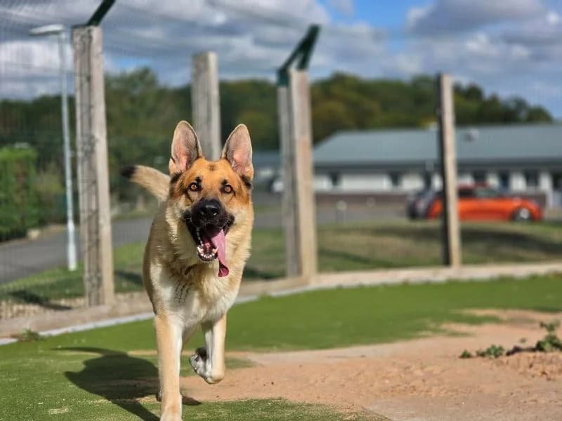 Odin, male 6yo mixed breed for adoption at Dogs Trust Evesham, Evesham