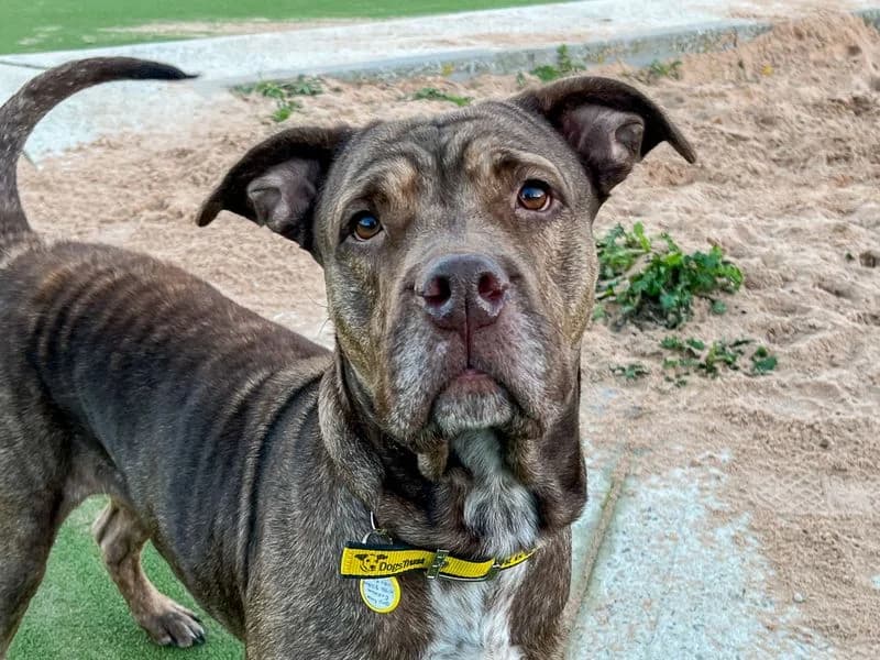 Moana, female 5yo Mastiff for adoption at Dogs Trust Evesham, Evesham