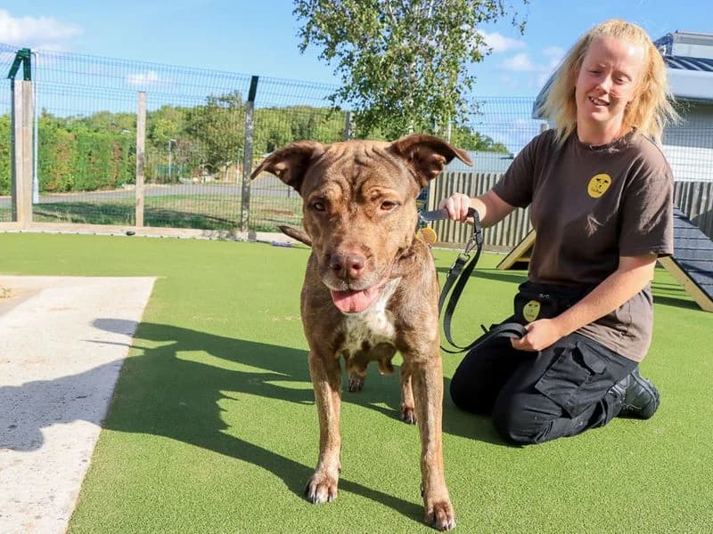 Moana, female 5yo Mastiff for adoption at Dogs Trust Evesham, Evesham