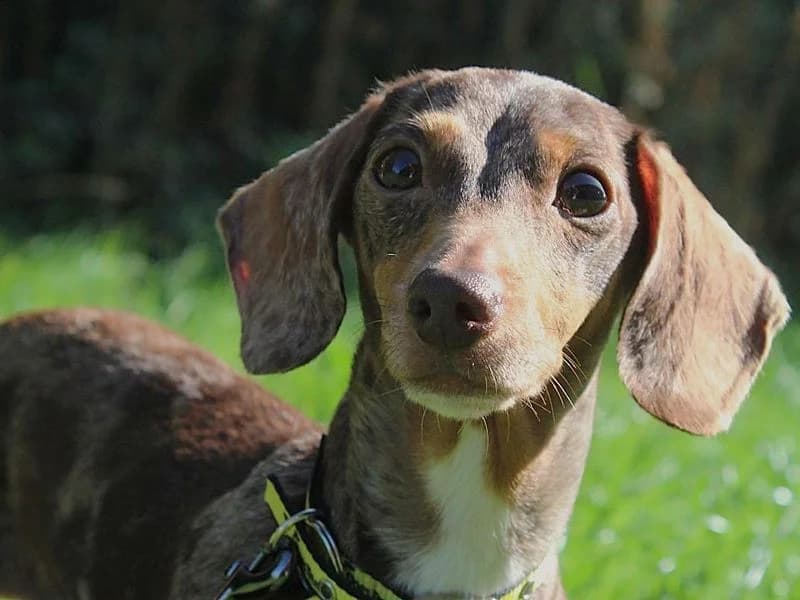 Rita, female 5yo mixed breed for adoption at Dogs Trust Evesham, Evesham