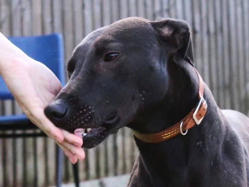 Patrick, male young Lurcher for adoption at Dogs Trust Evesham, Evesham