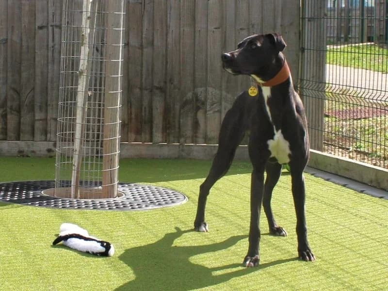 Rosa, female young Lurcher for adoption at Dogs Trust Evesham, Evesham