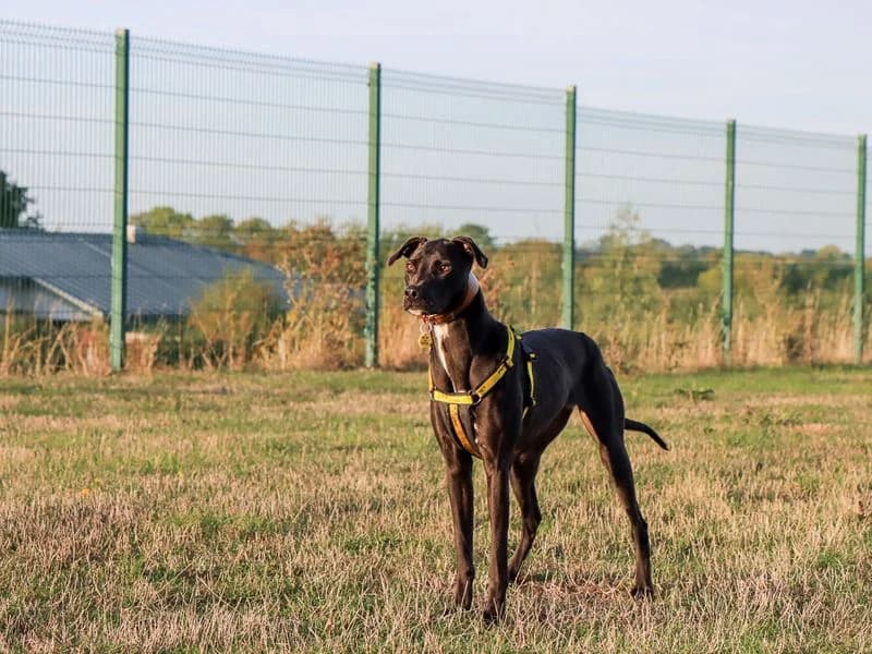 Rosa, female young Lurcher for adoption at Dogs Trust Evesham, Evesham
